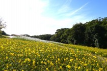 cosmos_251029_03