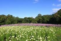 cosmos_251029_04