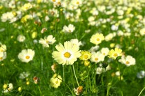 cosmos_251029_05