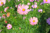 cosmos_251029_06