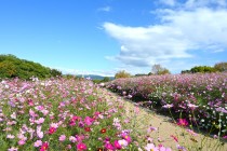 cosmos_251029_07