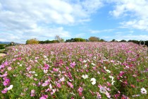 cosmos_251029_08