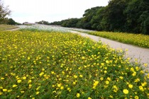 cosmos_251106_02