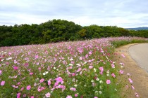 cosmos_251106_03
