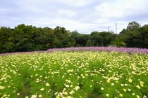 cosmos_251106_04