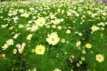 cosmos_251106_05