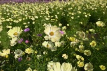 cosmos_251111_02