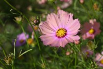 cosmos_251111_03