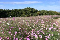 cosmos_251111_04