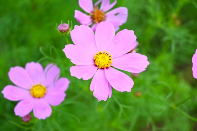 cosmos_260922_02