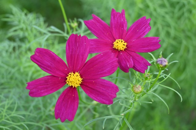 cosmos_260922_03