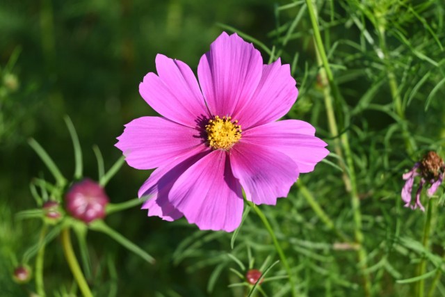 cosmos_261009_01