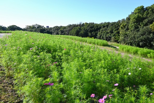 cosmos_261009_02