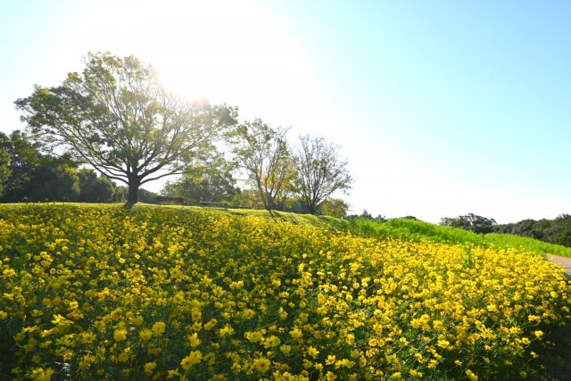cosmos_261009_03