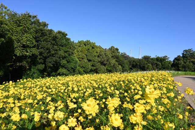 cosmos_261009_04