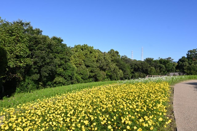cosmos_261009_05