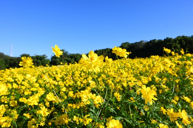 cosmos_261009_06