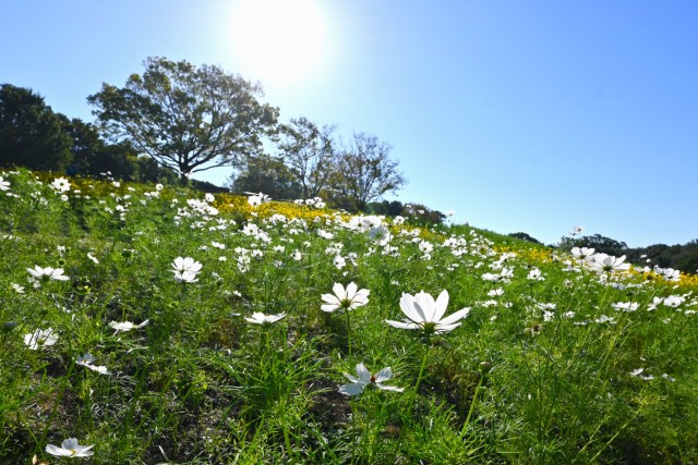 cosmos_261009_07