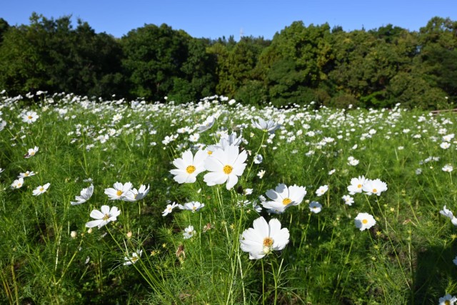 cosmos_261009_08