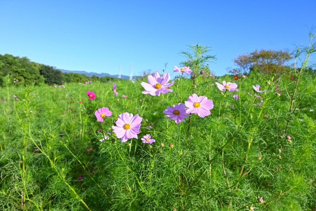 cosmos_261009_09
