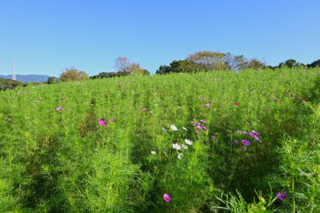 cosmos_261009_010