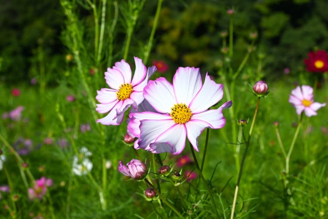 cosmos_261013_01