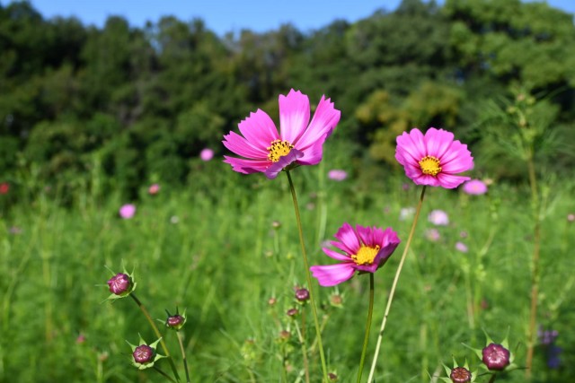 cosmos_261013_02