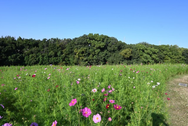 cosmos_261013_03