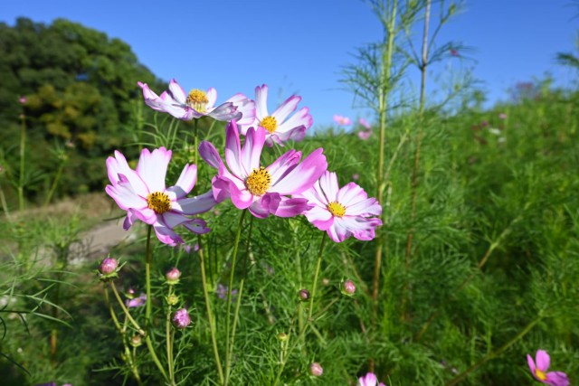 cosmos_261013_04