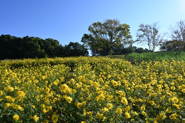 cosmos_261013_05