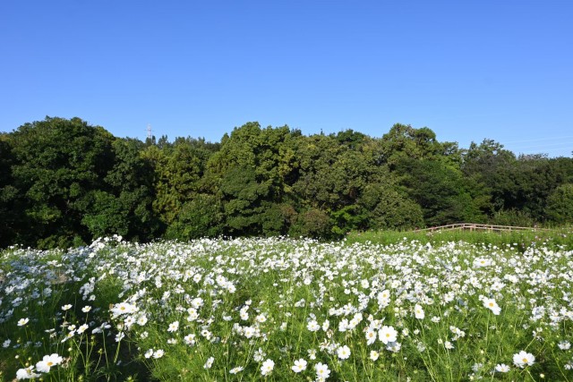 cosmos_261013_06