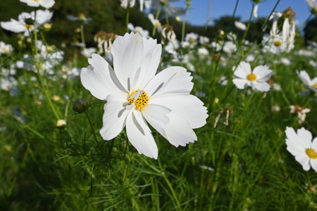 cosmos_261013_07