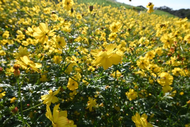 cosmos_261013_08