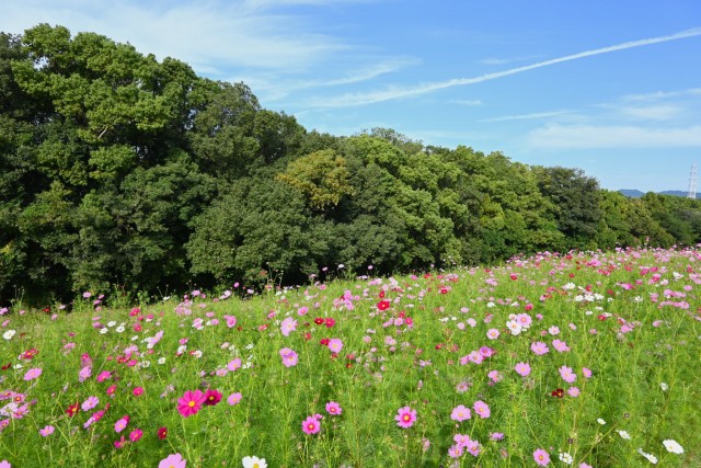 cosmos_261016_01