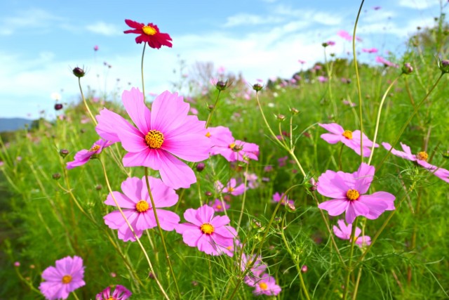 cosmos_261016_02
