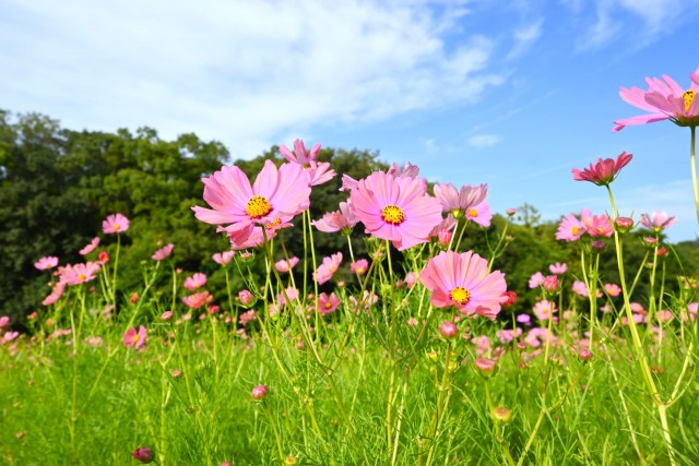 cosmos_261016_03