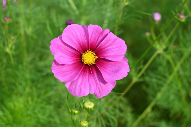 cosmos_261016_04