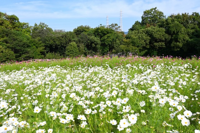 cosmos_261016_05