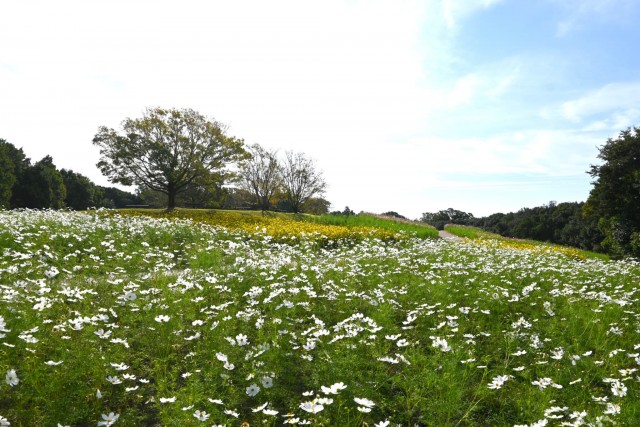 cosmos_261016_06