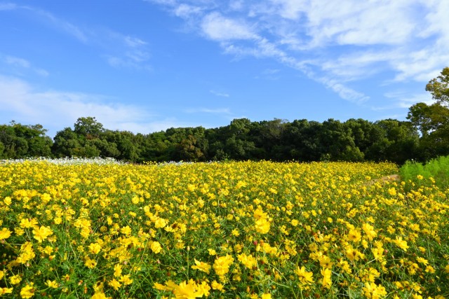 cosmos_261016_07