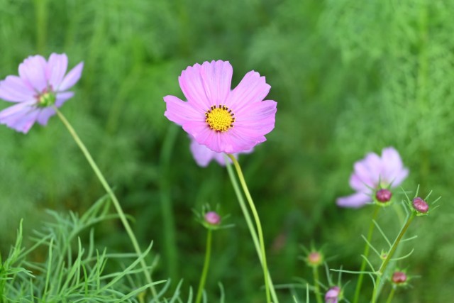 cosmos_hananooka_260930_01