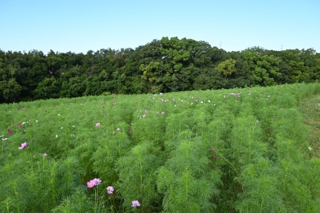 cosmos_hananooka_260930_02