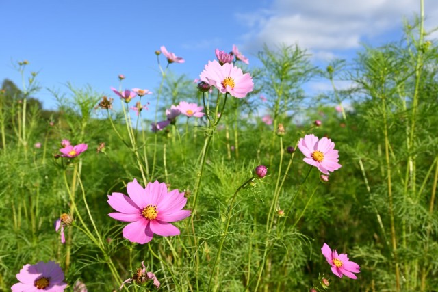 cosmos_hananooka_261007_01