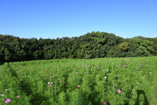 cosmos_hananooka_261007_03