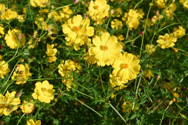 cosmos_kibana_hananooka_261007_02