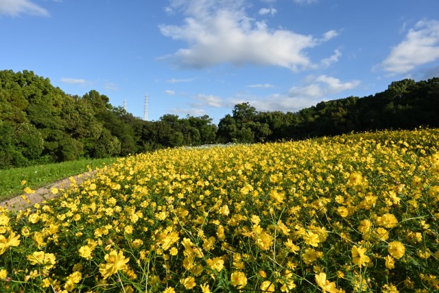 cosmos_kibana_hananooka_261007_03