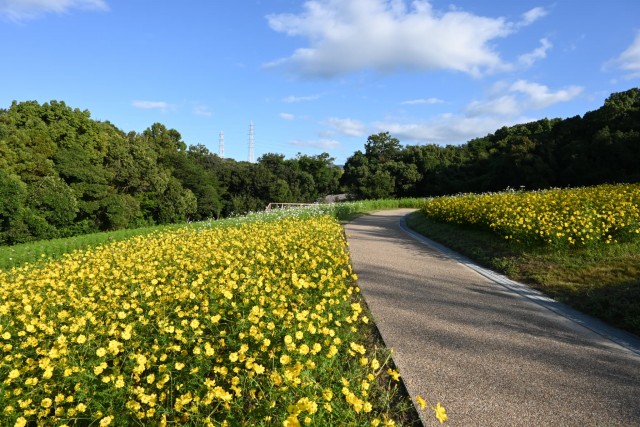 cosmos_kibana_hananooka_261007_04