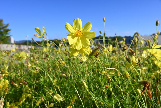 cosmos_kibana_yumenoike_261007_02