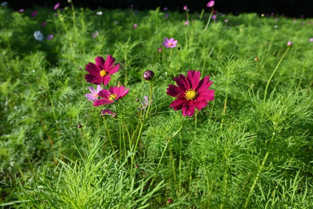 cosmos_sekainomori_261007_02