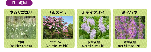 万博記念公園　日本庭園　8月の見ごろの花